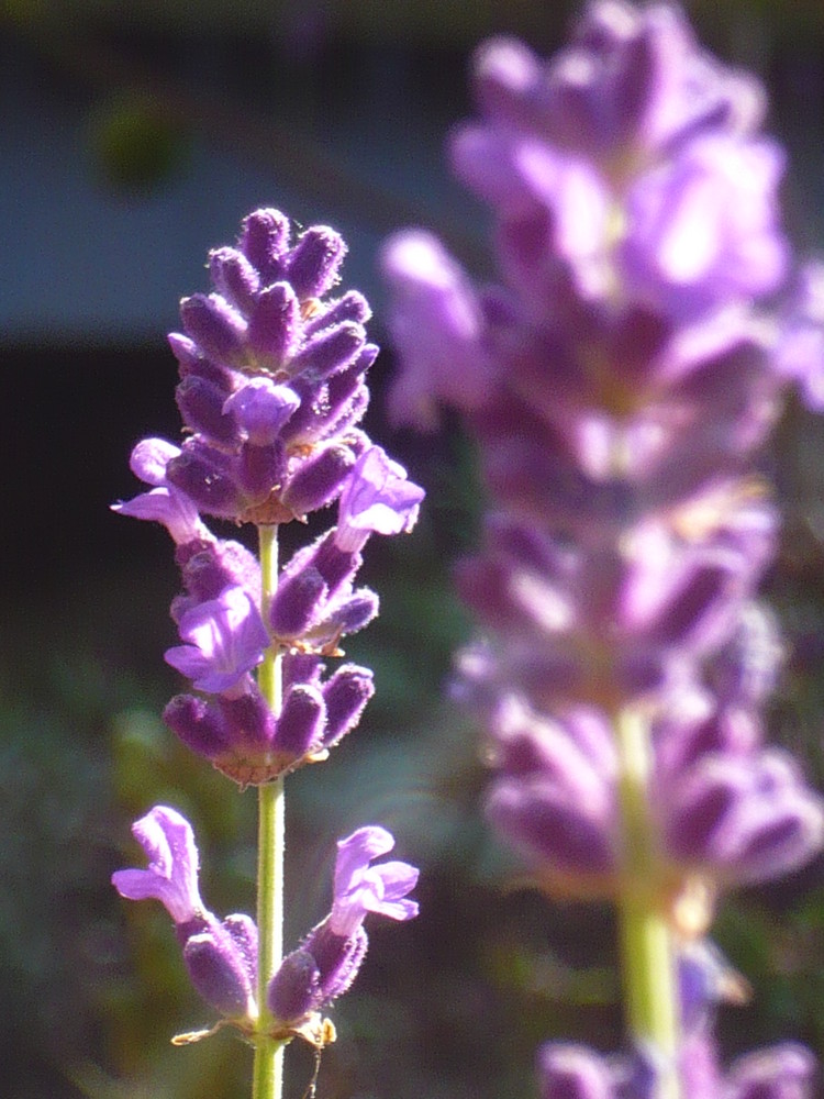 Lilafarbener Lavendel