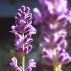 Lilafarbener Lavendel