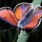 Lilaggold-feuerfalter oder Lycaena hippothoe