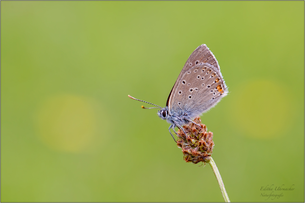 lilagold feuerfalter ( Lycaena hippothoe ) 01/14