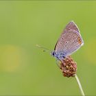 lilagold feuerfalter ( Lycaena hippothoe ) 01/14