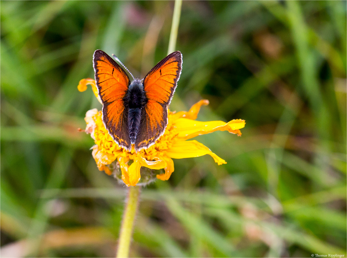 Lilagold-Feuerfalter (Lycaena hippothoe)