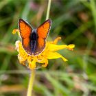 Lilagold-Feuerfalter (Lycaena hippothoe)