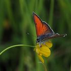 Lilagold-Feuerfalter Lycaena hippothoe)