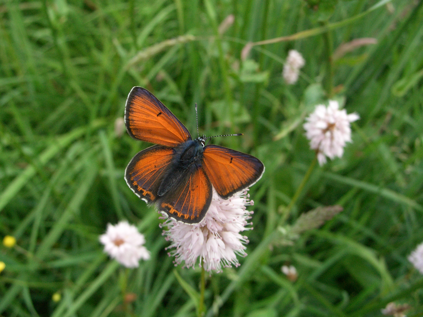 Lilagold-Feuerfalter (Lycaena hippothoe)