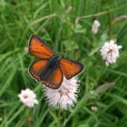 Lilagold-Feuerfalter (Lycaena hippothoe)