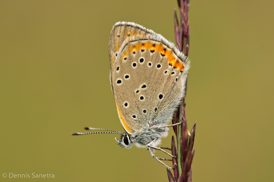 Lilagold-Feuerfalter (Lycaena hippothoe)