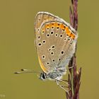 Lilagold-Feuerfalter (Lycaena hippothoe)