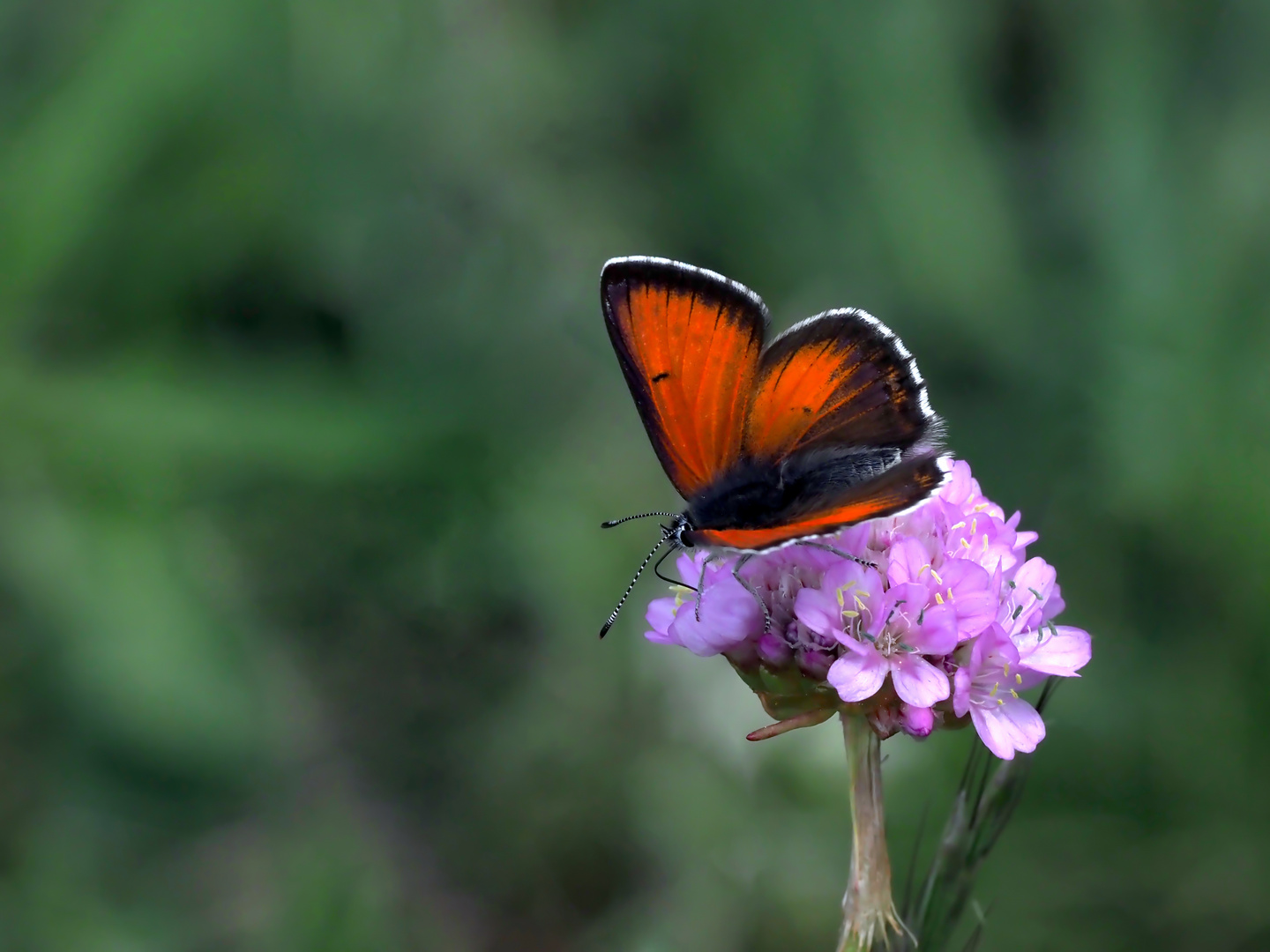 Lilagold - Feuerfalter (Lycaena hippothoe)