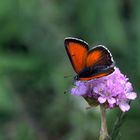 Lilagold - Feuerfalter (Lycaena hippothoe)