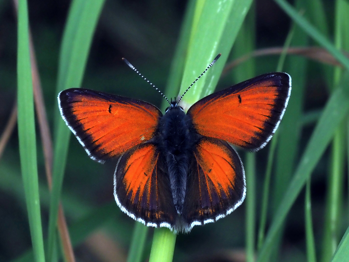 Lilagold - Feuerfalter (Lycaena hippothoe)