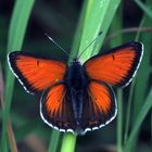 Lilagold - Feuerfalter (Lycaena hippothoe)