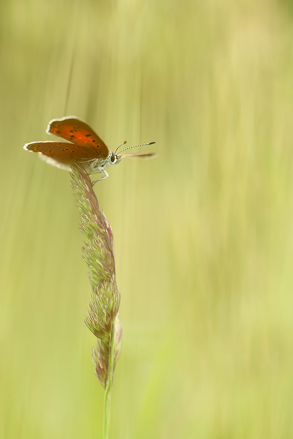 Lilagold-Feuerfalter (Lycaena hippothoe)