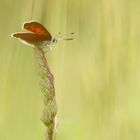 Lilagold-Feuerfalter (Lycaena hippothoe)