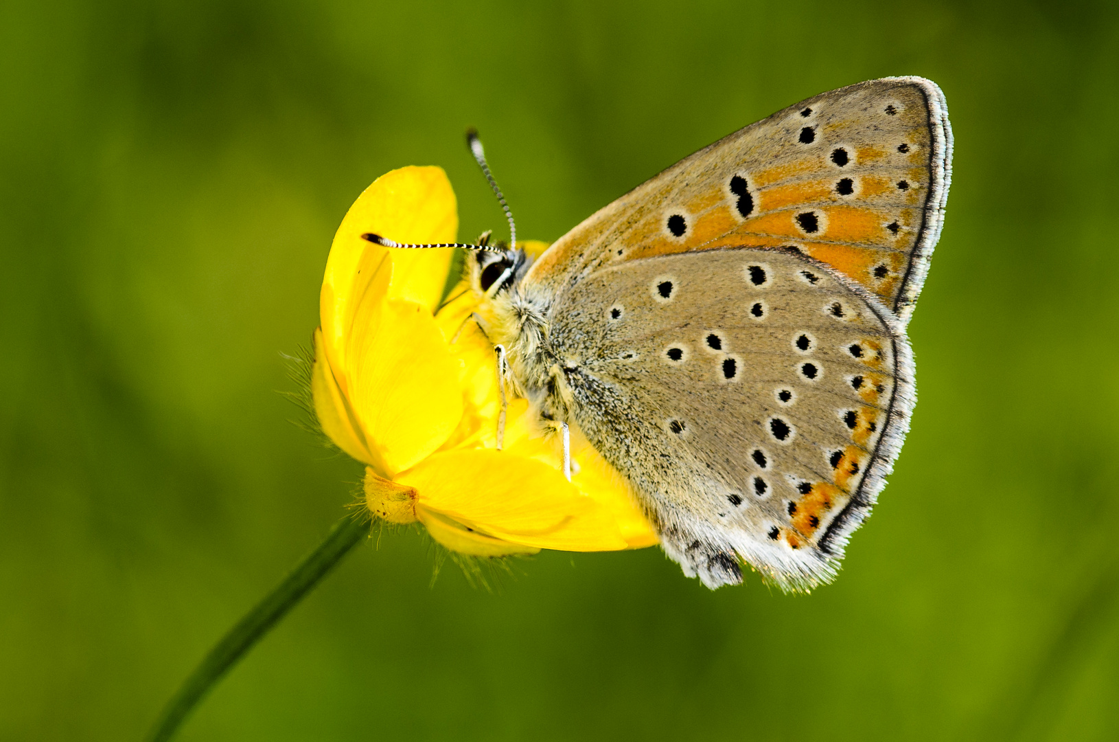 Lilagold-Feuerfalter (Lycaena hippothoe)