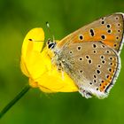 Lilagold-Feuerfalter (Lycaena hippothoe)