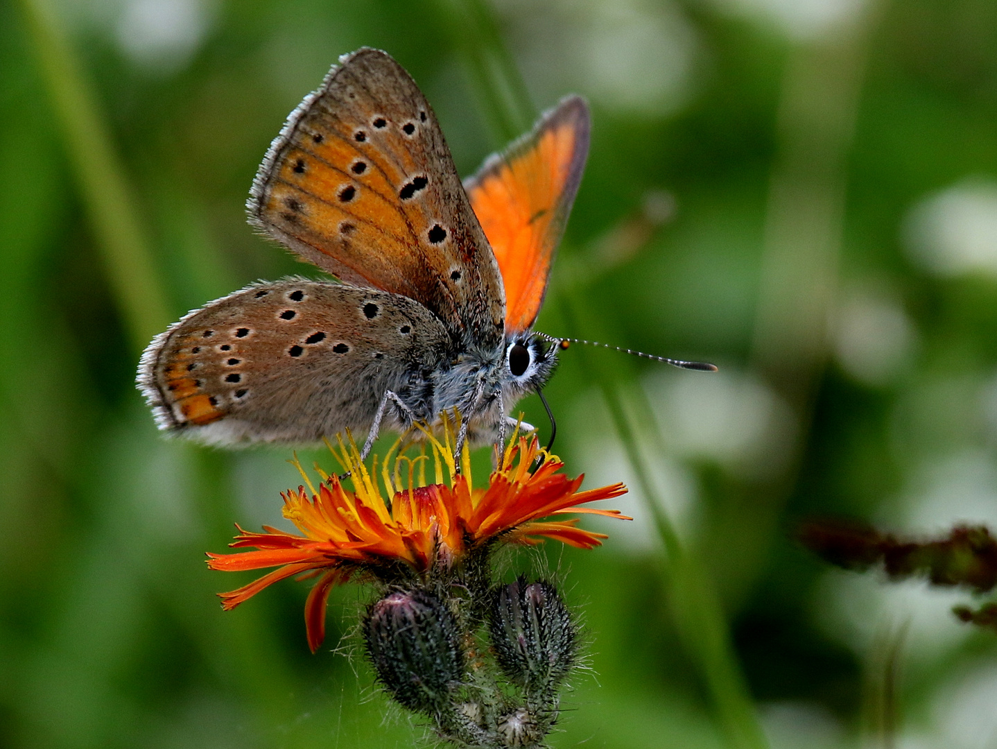 Lilagold-Feuerfalter, Lycaena hippothoe