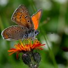 Lilagold-Feuerfalter, Lycaena hippothoe