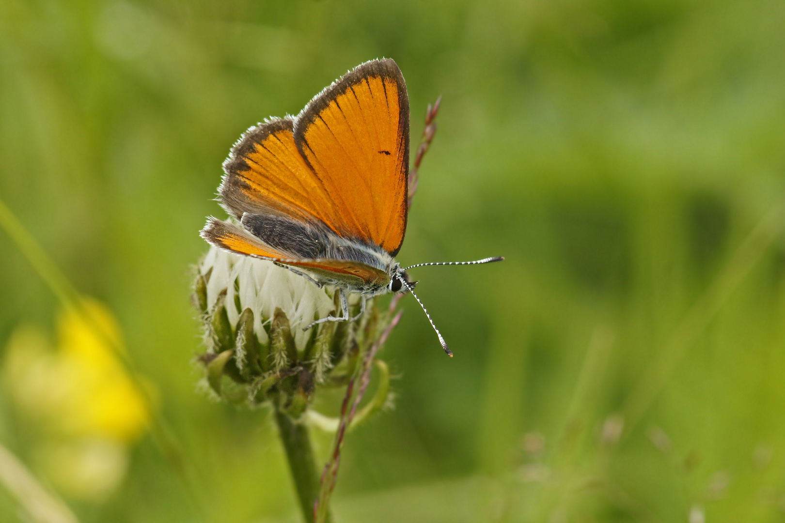 Lilagold-Feuerfalter (Lycaena hippothoe eurydame), Männchen