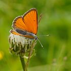 Lilagold-Feuerfalter (Lycaena hippothoe eurydame), Männchen