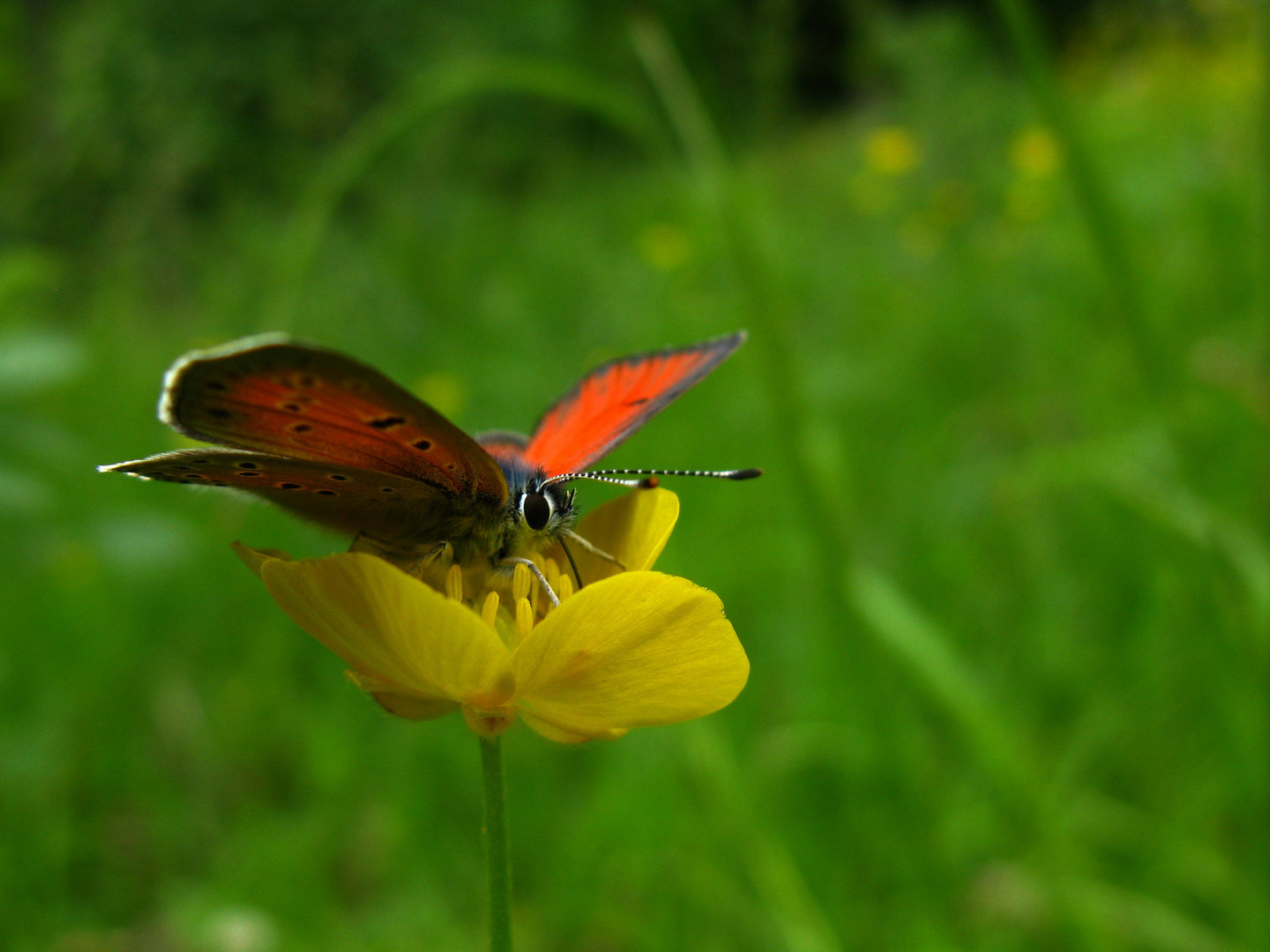 Lilagold-Feuerfalter (Lycaena hippothoe) Männchen.