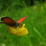 Lilagold-Feuerfalter (Lycaena hippothoe) Männchen.