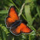  Lilagold Feuerfalter (Lycaena hippothoe) männl.