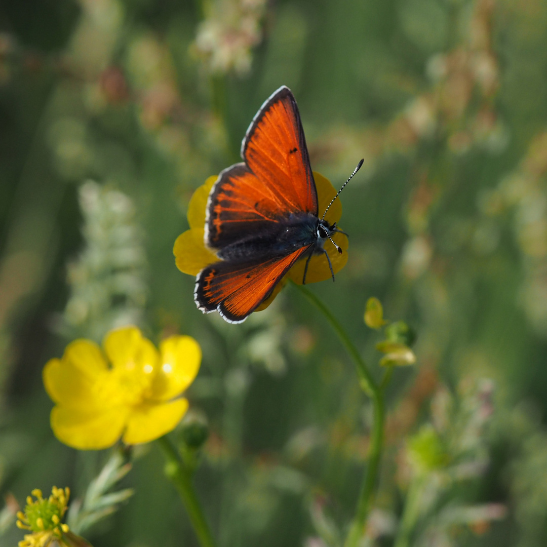 Lilagold-Feuerfalter (Lycaena hippothoe) männl.