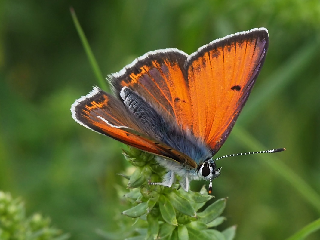 Lilagold-Feuerfalter (Lycaena hippothoe) männl.