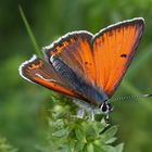 Lilagold-Feuerfalter (Lycaena hippothoe) männl.