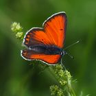 Lilagold-Feuerfalter (Lycaena hippothoe) männl.