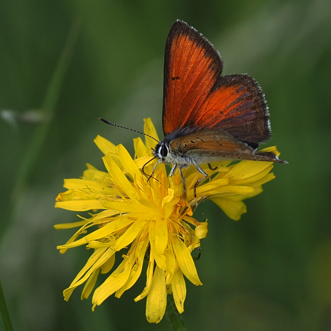 Lilagold - Feuerfalter (Lycaena hippothoe) männl.