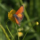 Lilagold-Feuerfalter (Lycaena hippothoe) männl..