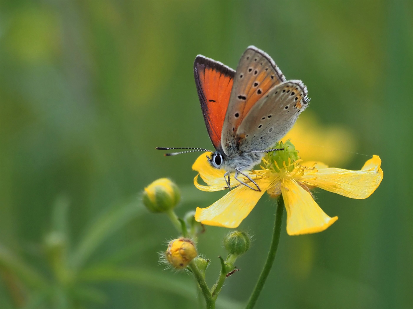 Lilagold - Feuerfalter (Lycaena hippothoe) männl.