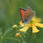 Lilagold - Feuerfalter (Lycaena hippothoe) männl.