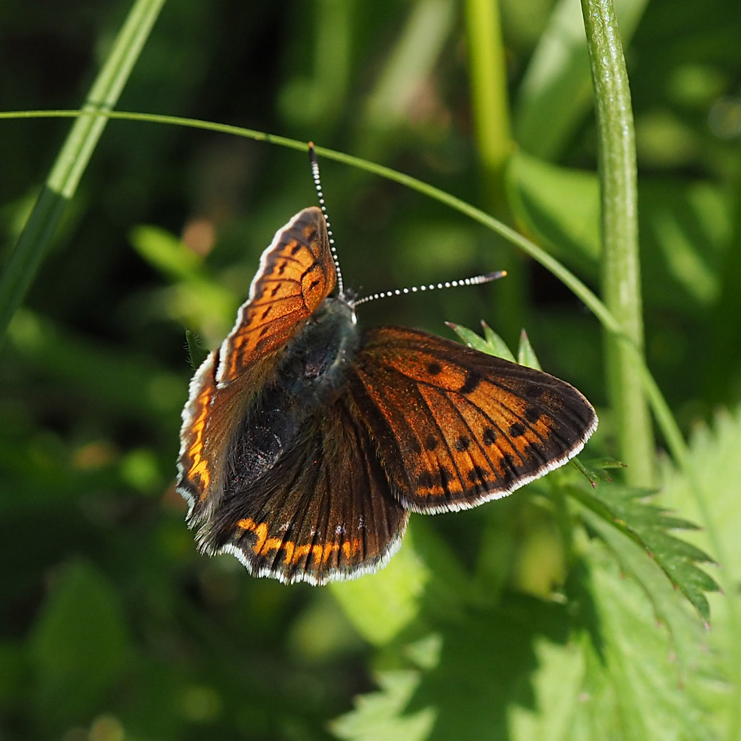 Lilagold-Feuerfalter (Lycaena hippothoe) weibl.