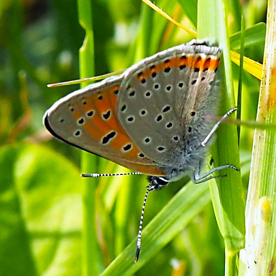 Lilagold-Feuerfalter (Lycaena hippothoe) weibl.