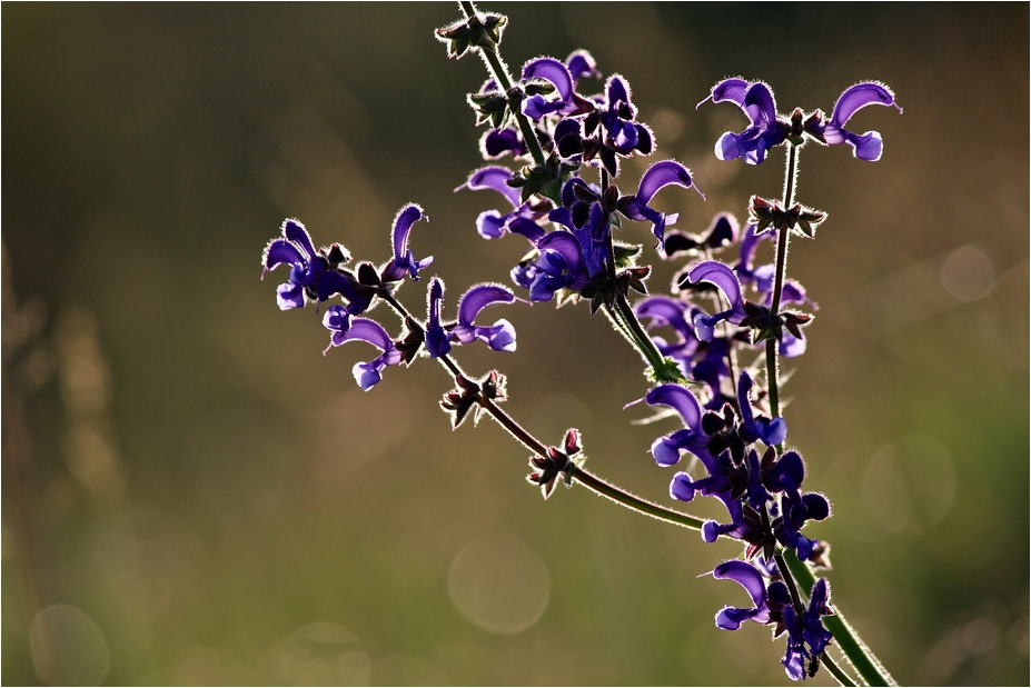 *Li*la*Laune*Blüten*