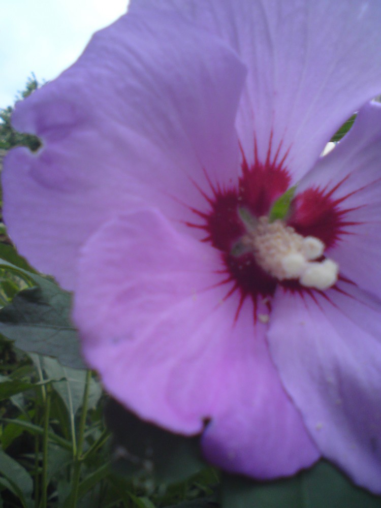 lilaner Hibiskus.