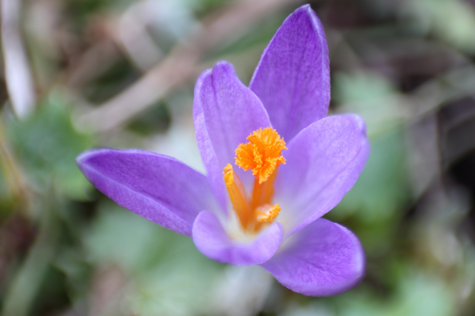 Lilaner Krokus im Vorgarten