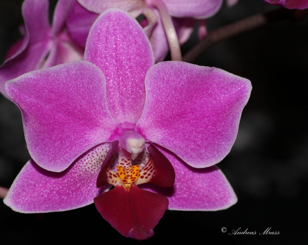 lilar Orchidee
