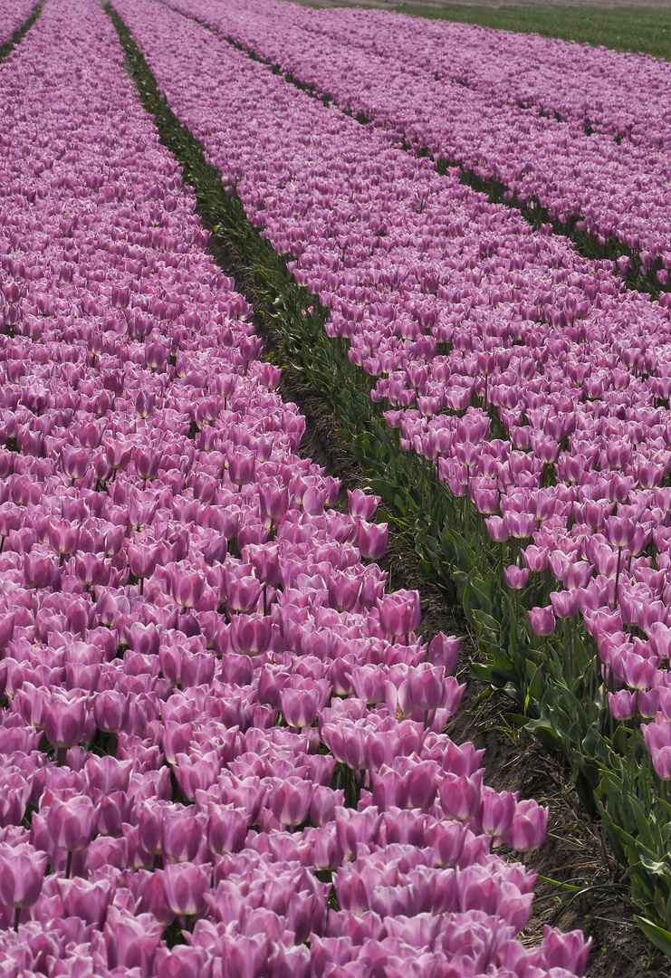 Lilarauschige Tulpenfelder