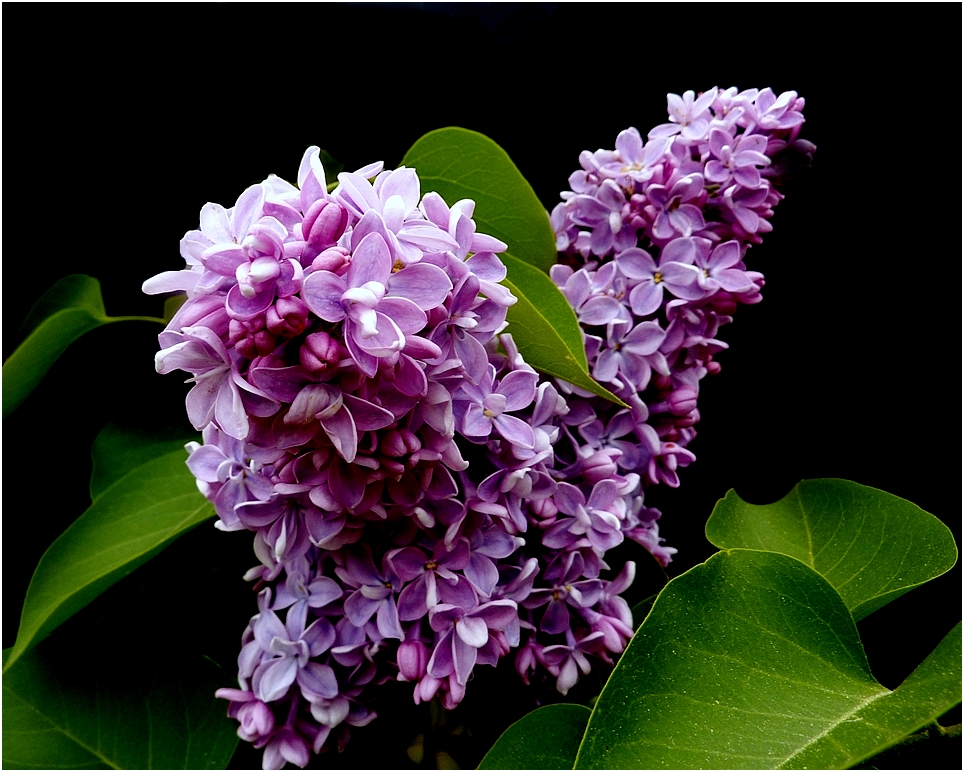 LILAS !