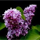 LILAS !