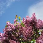 lilas