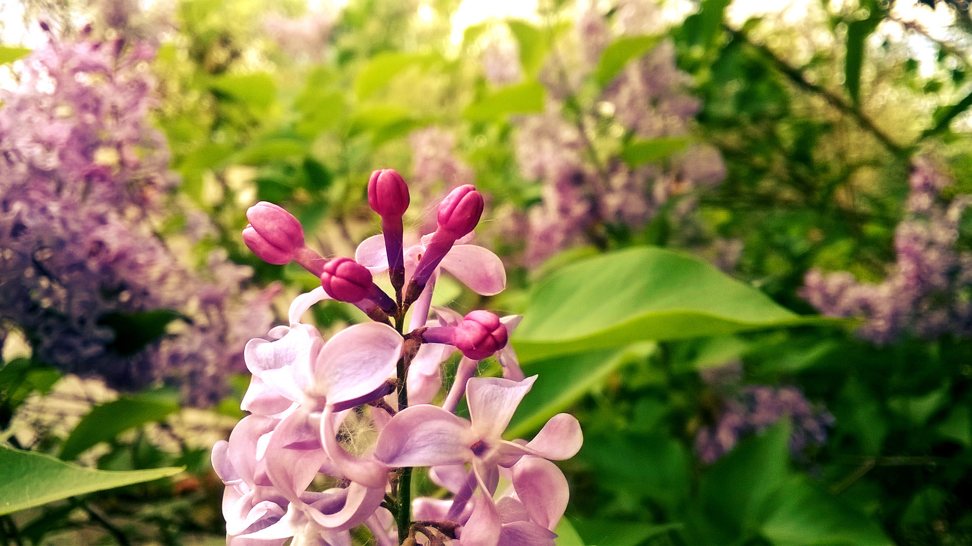 Lilas