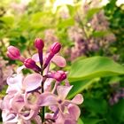 Lilas