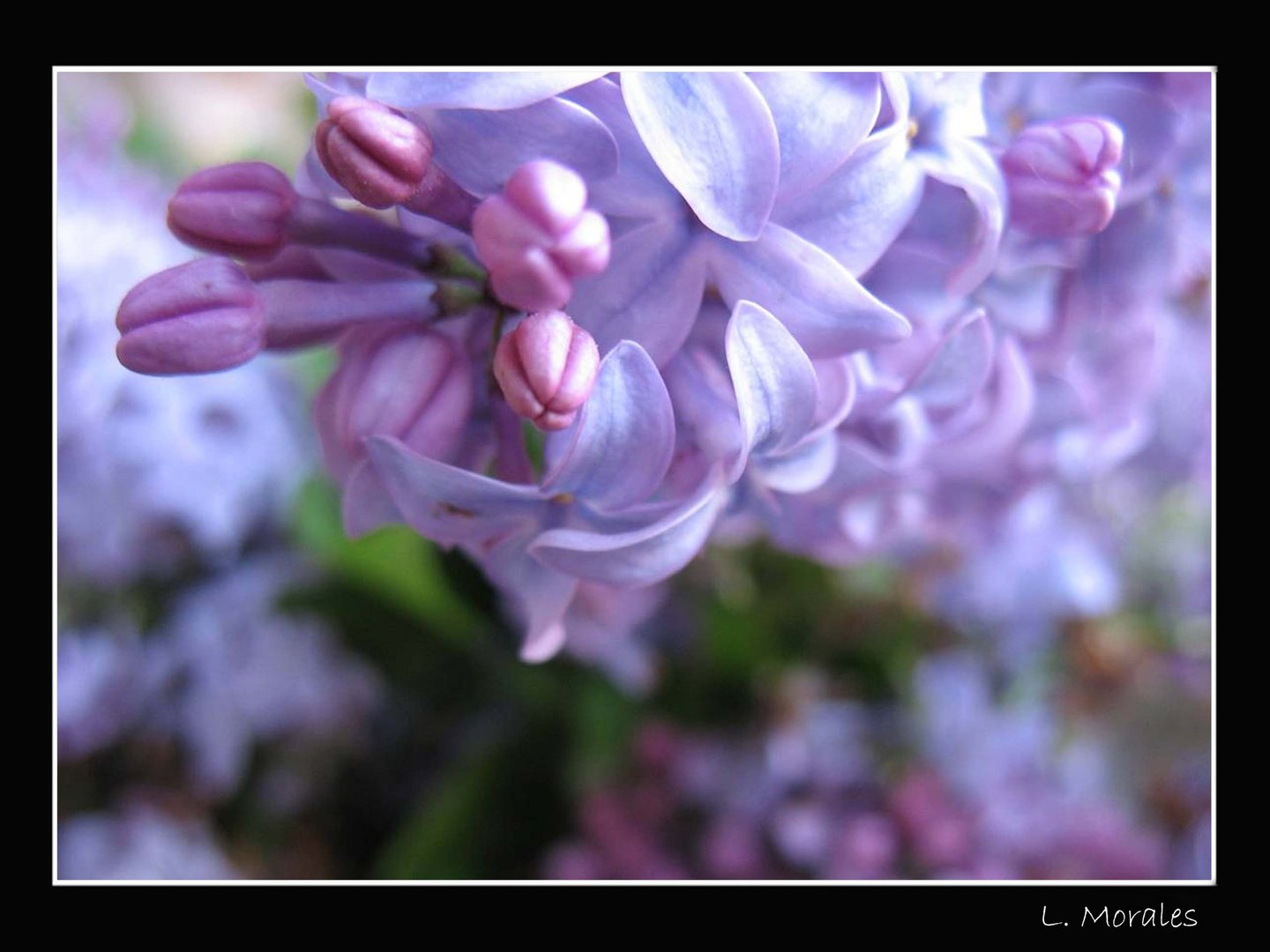 Lilas