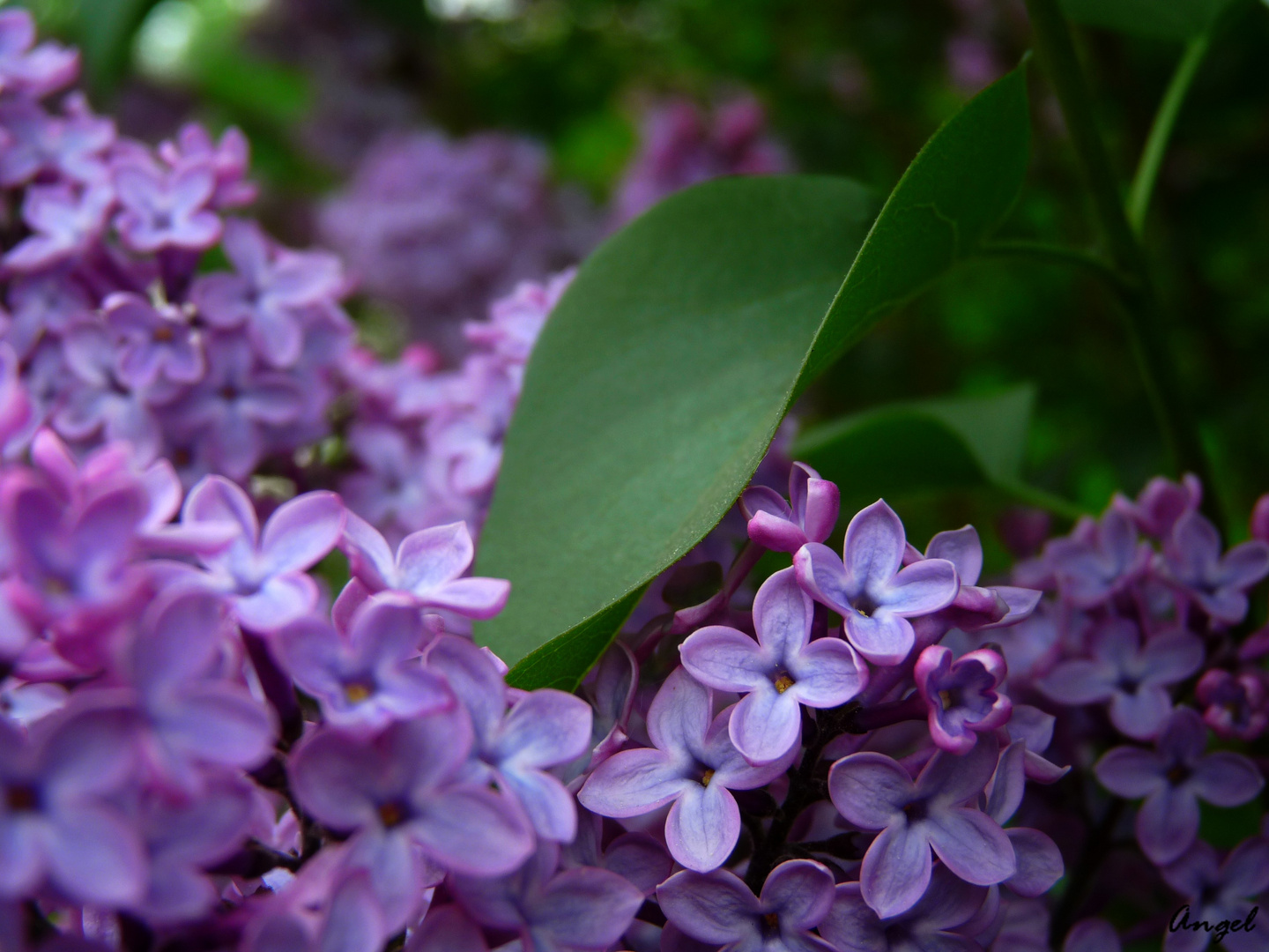 Lilas