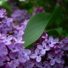 Lilas